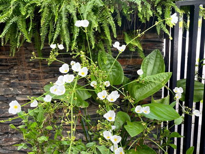 Duong Noi New Urban Area, Vietnam Duong Noi New Urban Area, Vietnam