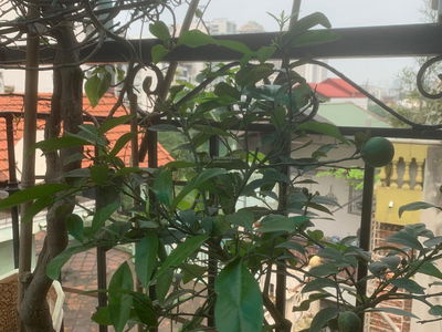 Lane 40, Vietnam Lane 40, Vietnam