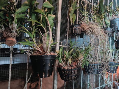 Trai Ca Alley, Vietnam  Trai Ca Alley, Vietnam