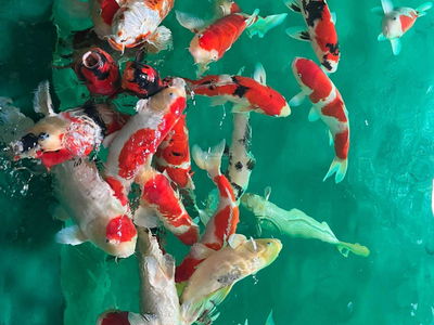 Zenith, Vietnam Zenith, Vietnam