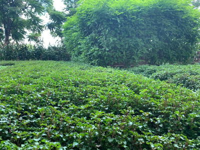 One Verandah Mapletree, Vietnam One Verandah Mapletree, Vietnam