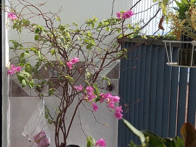 TSG Lotus Sai Dong, Vietnam TSG Lotus Sai Dong, Vietnam