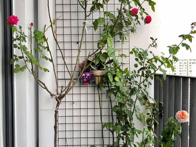 M-One South Saigon, Vietnam M-One South Saigon, Vietnam