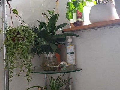 Nghia Do, Vietnam Nghia Do, Vietnam