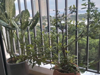 Anh Duong, Vietnam  Anh Duong, Vietnam