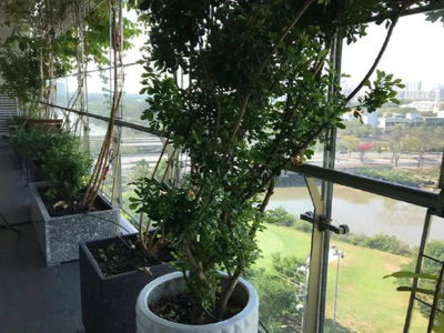 Scenic Valley, Vietnam Scenic Valley, Vietnam