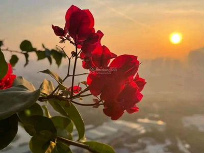 GoldSeason, Vietnam GoldSeason, Vietnam