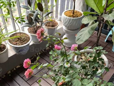 Iris Garden, Vietnam Iris Garden, Vietnam