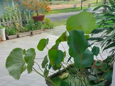 Logement dans Di An, Vietnam Logement dans Di An, Vietnam