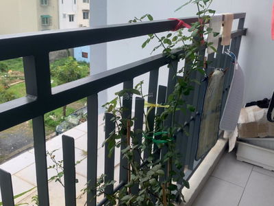 Calla Garden, Vietnam Calla Garden, Vietnam