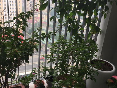 Dreamland Bonanza Project, Vietnam Dreamland Bonanza Project, Vietnam