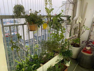 N02-T3 Diplomatic Corps, Vietnam N02-T3 Diplomatic Corps, Vietnam