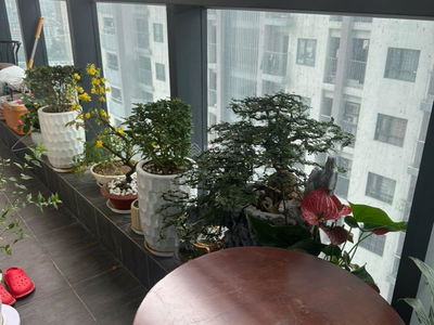 Mandarin Garden Project, Vietnam Mandarin Garden Project, Vietnam