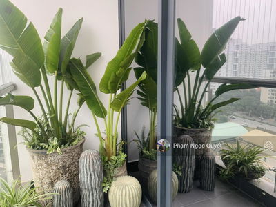 GoldSeason, Vietnam GoldSeason, Vietnam