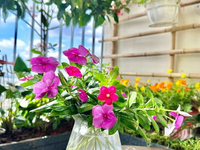 Vien Dong Star Project, Vietnam Vien Dong Star Project, Vietnam