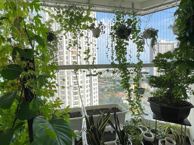 Hoang Anh Thanh Binh, Vietnam Hoang Anh Thanh Binh, Vietnam