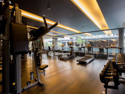 Siamese Gioia, Bangkok, Thailand Siamese Gioia, Bangkok, Thailand