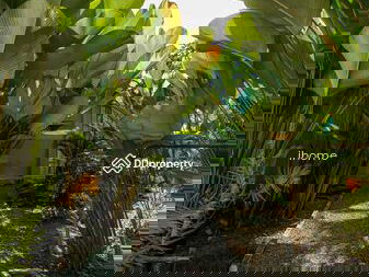 AMR0386, Chiang Mai, Thailand AMR0386, Chiang Mai, Thailand