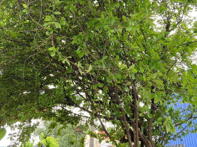 Gehäuse In Bien Hoa, Vietnam Gehäuse In Bien Hoa, Vietnam