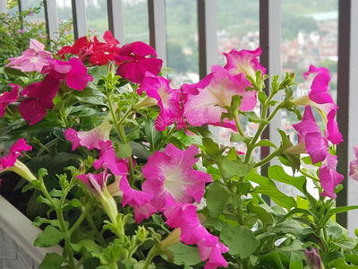 Vinhomes Gardenia, Vietnam Vinhomes Gardenia, Vietnam